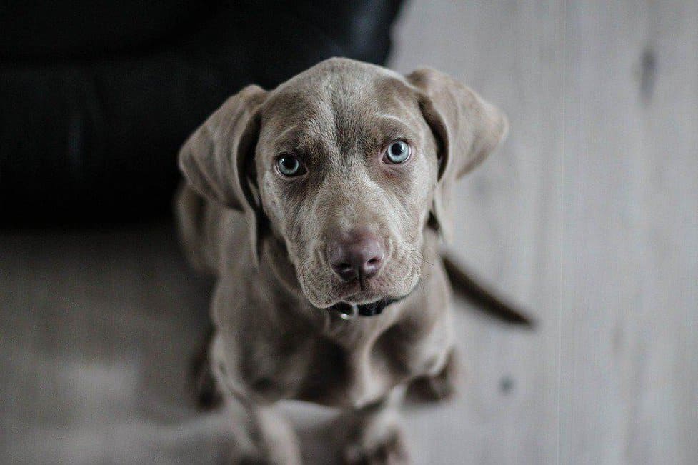 Grey with blue eyes dog shops